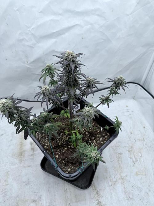 Banana Purple PunchRF3 Auto. Week 10