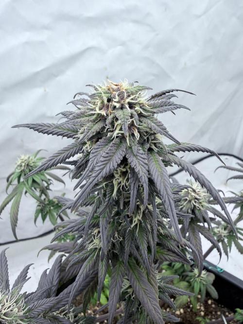 Banana Purple PunchRF3 Auto. Week 10