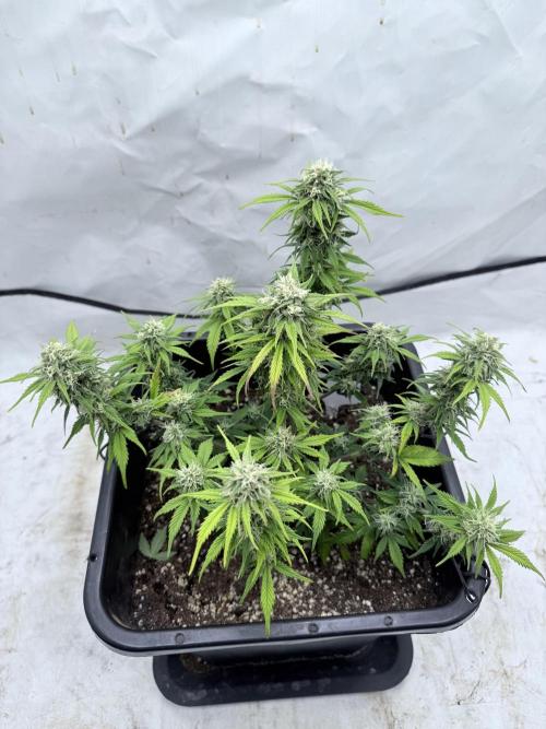 Fastbuds Z-Up Auto. Week 10