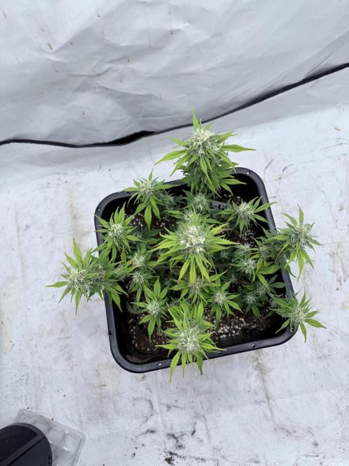 Fastbuds Z-Up Auto. Week 10