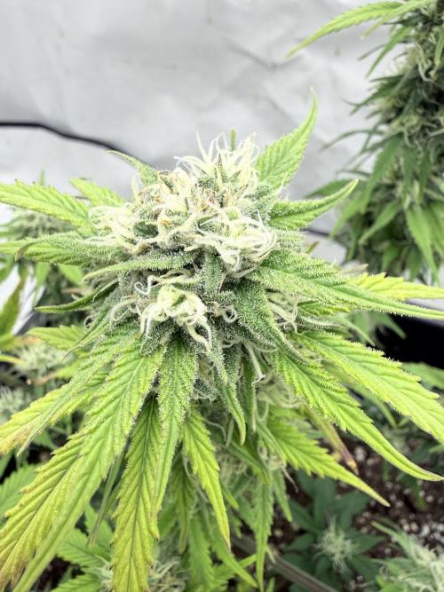 Fastbuds Z-Up Auto. Week 10