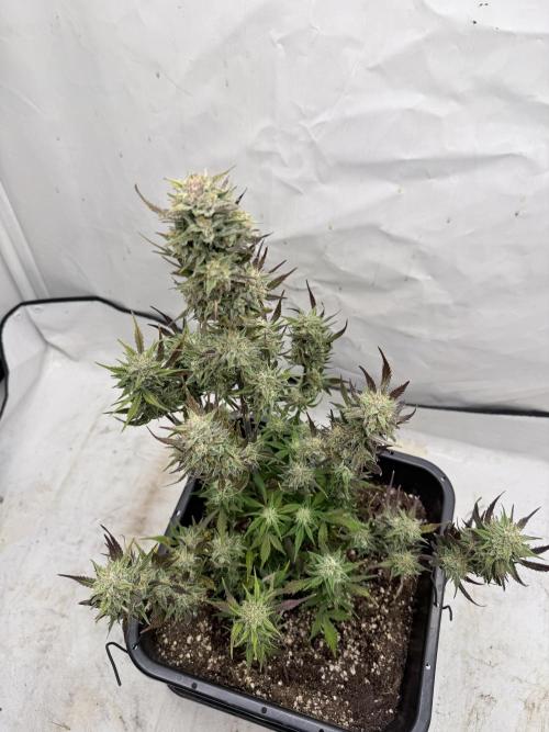 Apple Strudel Auto. Week 10