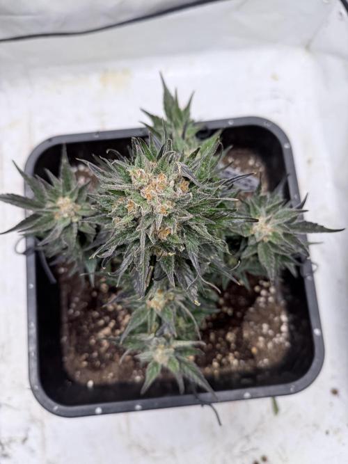 Papaya Cookies Auto. Week 10