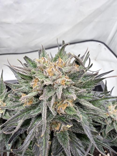 Papaya Cookies Auto. Week 10