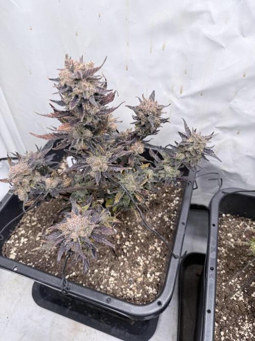 Fastbuds Guava Auto. Week 11