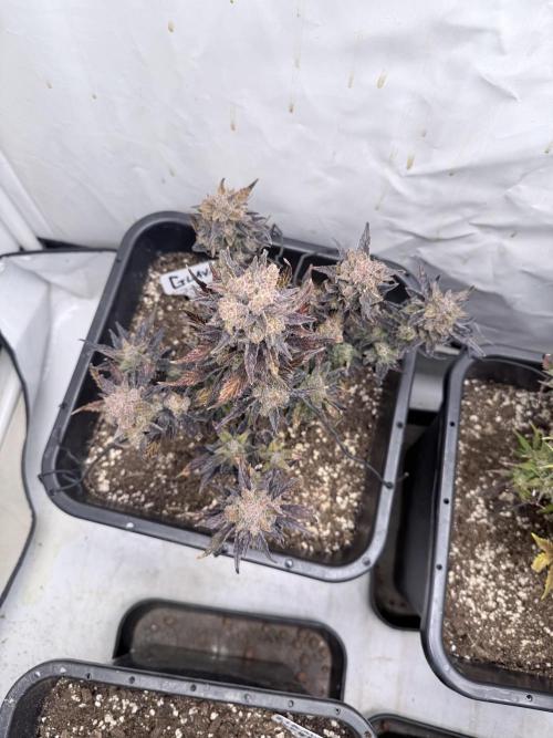 Fastbuds Guava Auto. Week 11