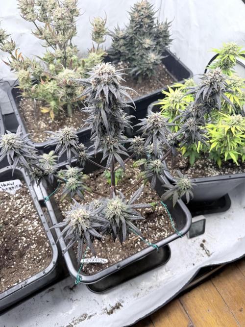 Banana Purple PunchRF3 Auto. Week 11