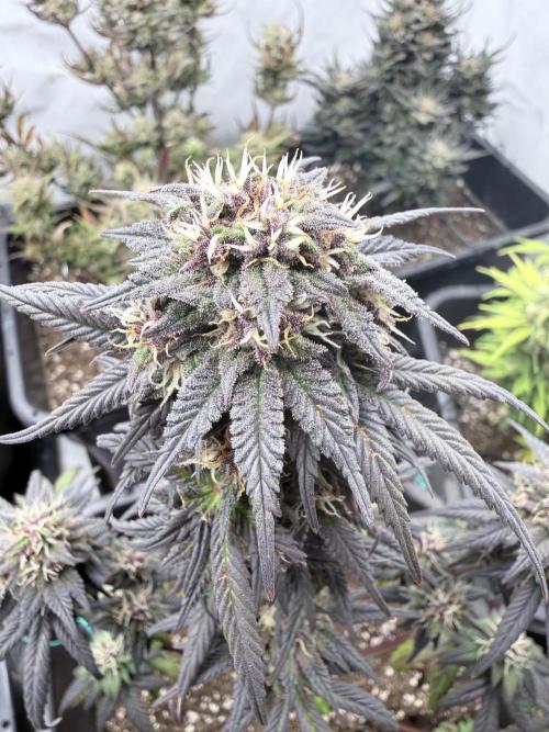 Banana Purple PunchRF3 Auto. Week 11