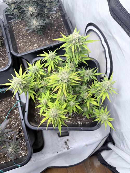 Fastbuds Z-Up Auto. Week 11