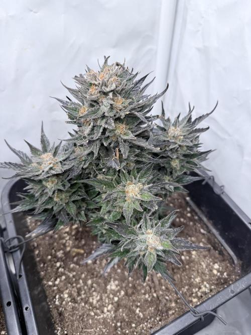 Papaya Cookies Auto. Week 11