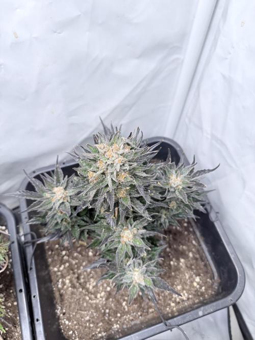 Papaya Cookies Auto. Week 11