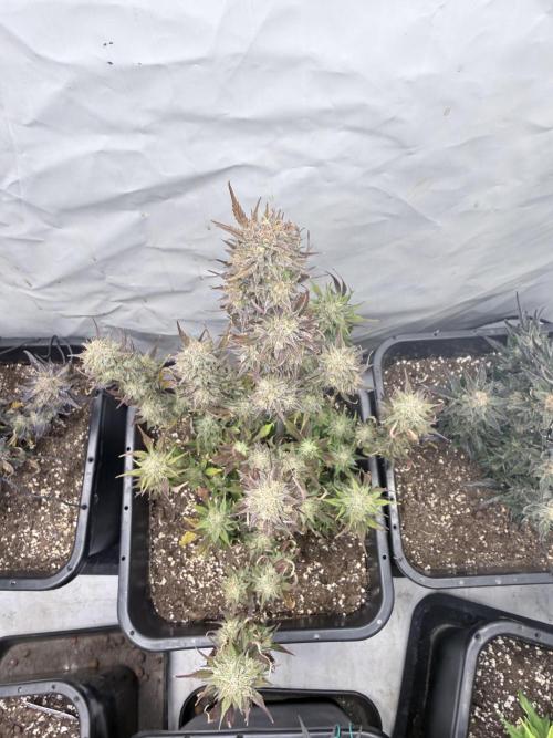 Apple Strudel Auto. Week 11