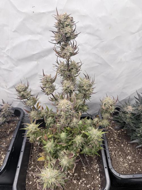 Apple Strudel Auto. Week 11