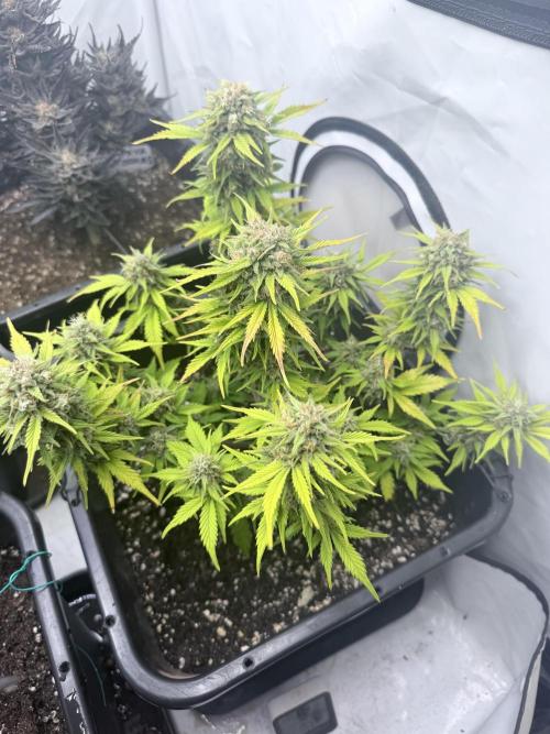 Fastbuds Z-Up Auto. Week 12