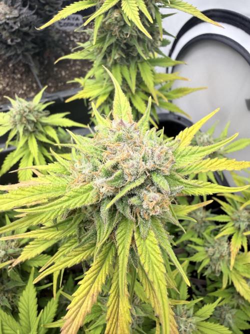 Fastbuds Z-Up Auto. Week 12