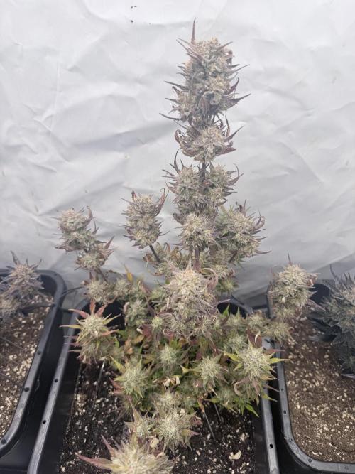 Apple Strudel Auto. Week 12