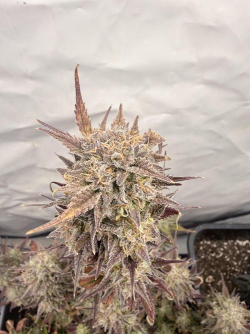 Apple Strudel Auto. Week 12