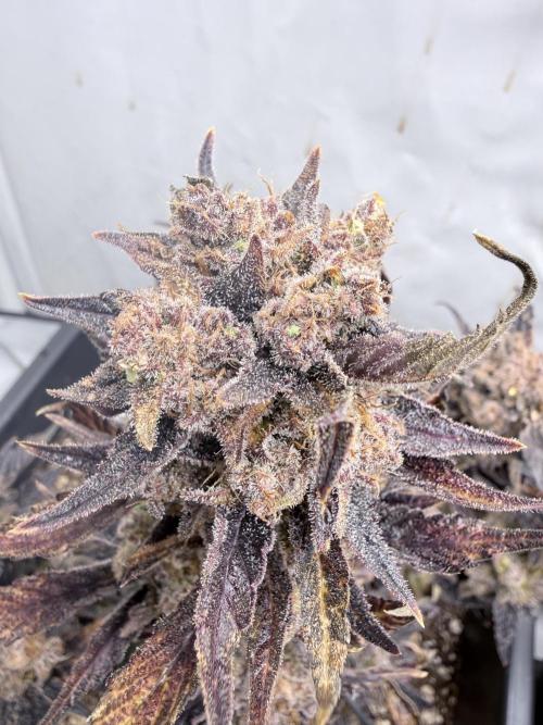 Fastbuds Guava Auto. Week 12
