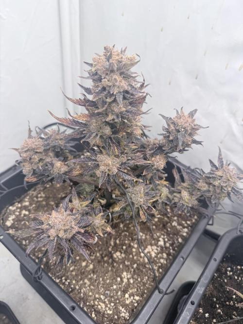 Fastbuds Guava Auto. Week 12