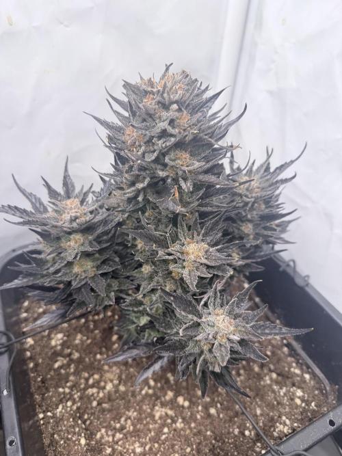 Papaya Cookies Auto. Week 12