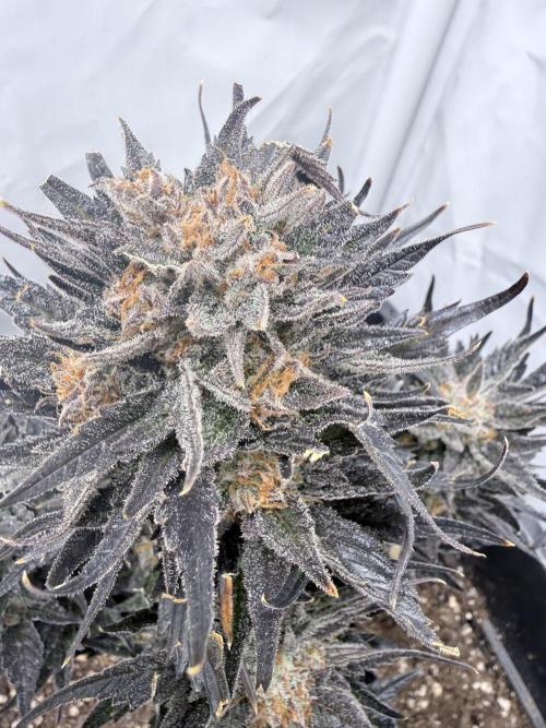 Papaya Cookies Auto. Week 12