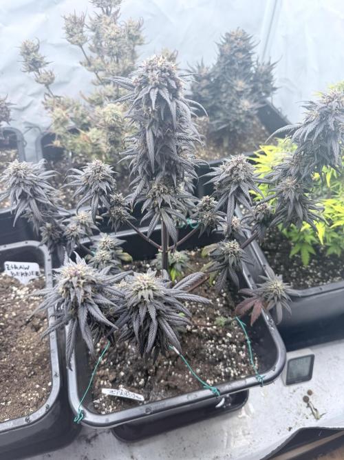 Banana Purple PunchRF3 Auto. Week 12