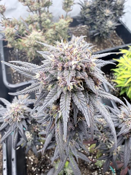 Banana Purple PunchRF3 Auto. Week 12