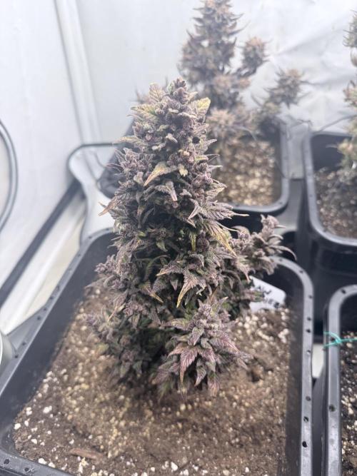 Fastbuds Ztrawberriez Auto. Week 12