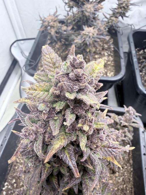 Ztrawberriez Auto. Week 12