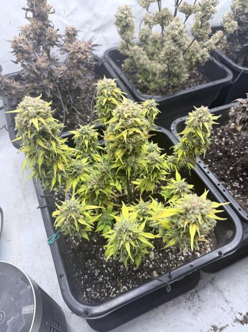Fastbuds Z-Up Auto. Week 13