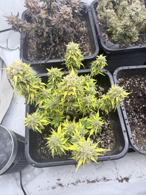 Fastbuds Z-Up Auto. Week 13