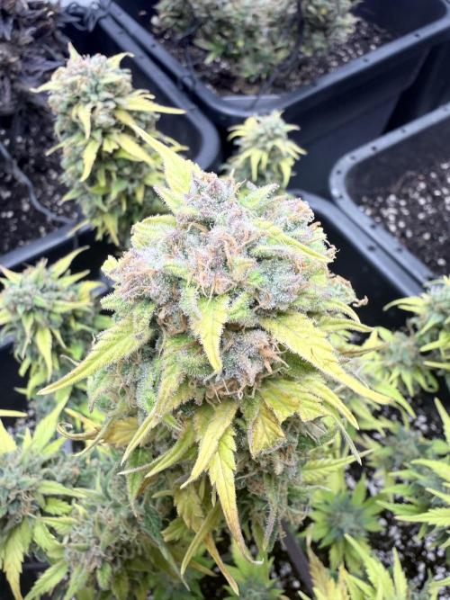 Fastbuds Z-Up Auto. Week 13