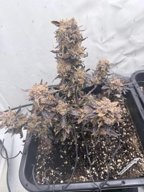 Fastbuds Guava Auto. Week 13
