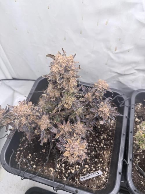 Fastbuds Guava Auto. Week 13