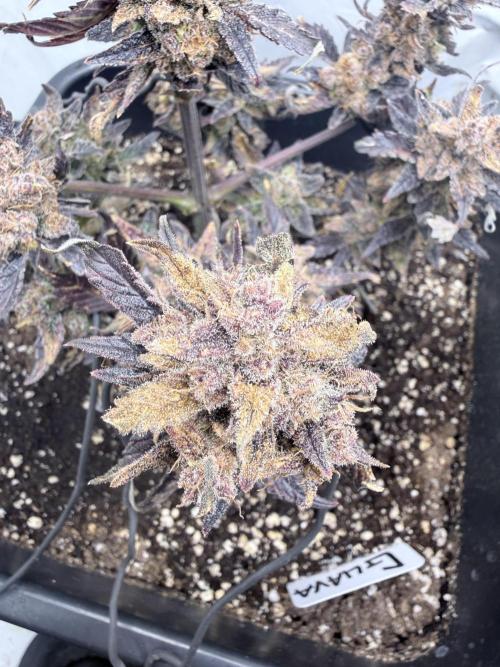 Fastbuds Guava Auto. Week 13