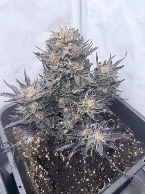 Papaya Cookies Auto. Week 13