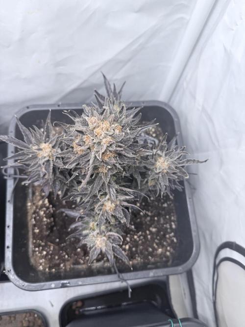 Papaya Cookies Auto. Week 13