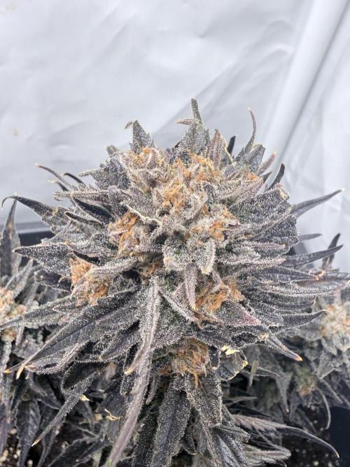 Papaya Cookies Auto. Week 13
