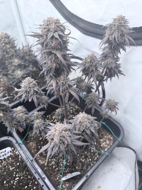 Banana Purple PunchRF3 Auto. Week 13