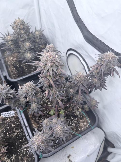 Banana Purple PunchRF3 Auto. Week 13