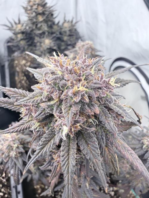 Banana Purple PunchRF3 Auto. Week 13