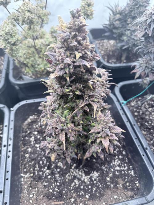 Fastbuds Ztrawberriez Auto. Week 13
