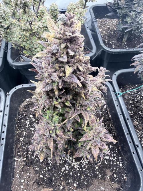 Fastbuds Ztrawberriez Auto. Week 13