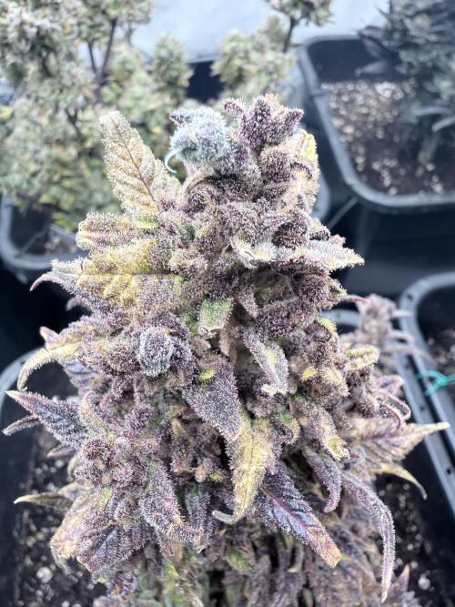 Ztrawberriez Auto. Week 13