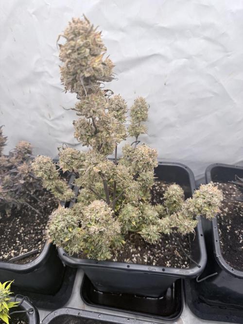 Apple Strudel Auto. Week 13