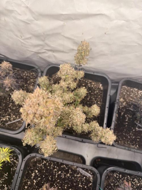 Apple Strudel Auto. Week 13
