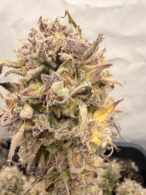 Apple Strudel Auto. Week 13