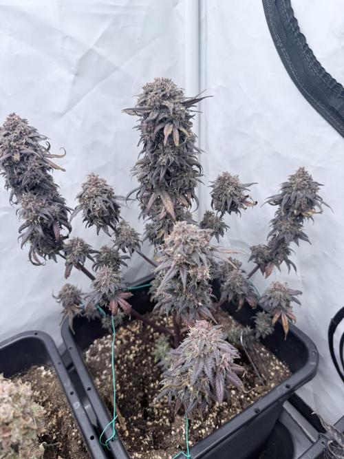 Banana Purple PunchRF3 Auto. Week 14
