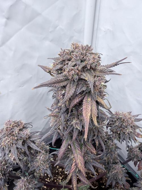 Banana Purple PunchRF3 Auto. Week 14