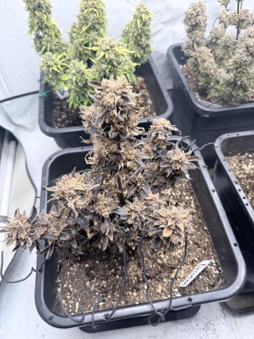 Fastbuds Guava Auto. Week 14